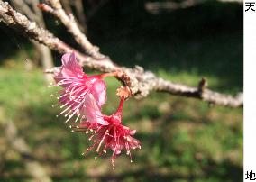 Cherry blossoms blooming in Okinawa