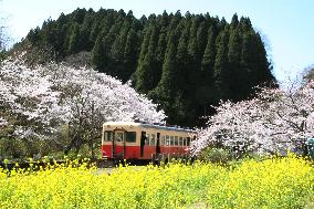 People ride train to watch cherry blossoms, mustard fields