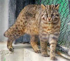 Tsushima leopard cat, national endangered species