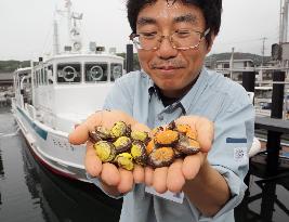 Osaka researcher shows young ark shells to be released into sea