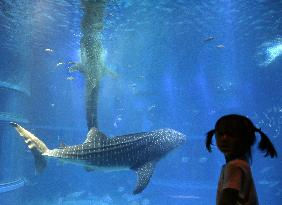 Pair of whale sharks debut in water tank at Osaka aquarium