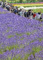 Lavender fields in Hokkaido