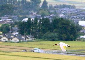 Japanese crested ibis released in Sado Island