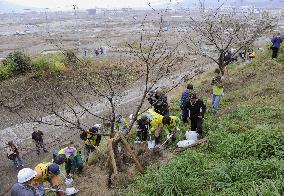 Cherry tree-planting project to remember tsunami