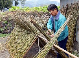 Sunning bamboos for fishing rods