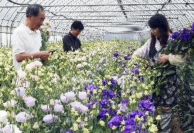 Eustoma from Fukushima hit market for 1st time since 2011