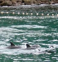 Int'l zoo, aquarium body suspends Japan membership over dolphins