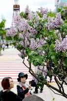 Lilac festival starts in Sapporo