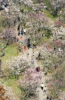 Plum blossoms in full bloom at Kairakuen