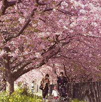 Cherry blossoms in full bloom in Kawazu, Shizuoka Prefecture