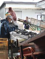 Yamanashi winery produces Japanese wine from domestic grapes