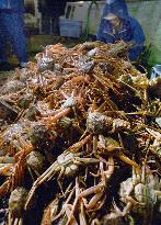 Snow crab fishing season starts in western Japan