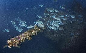 Fish swim near sunken U.S. WWII ship's gun turret