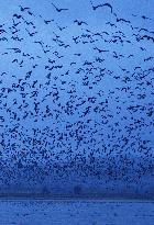 Tens of thousands of geese taking off from Hokkaido pond