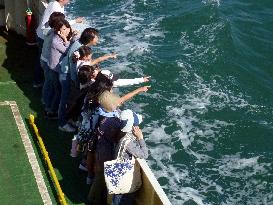 Porpoise spotting tour in western Japan sea