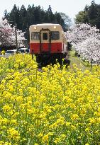 People ride train to watch cherry blossoms, mustard fields