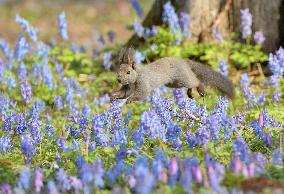 Squirrel in Japan's northland