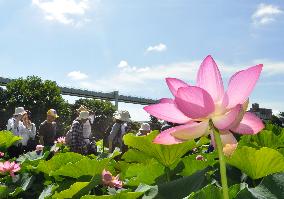 Revived ancient lotus in full bloom in park east of Tokyo