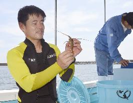 Lobster-breeding experiment under way in waters off western Japan