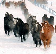 Horses in snow
