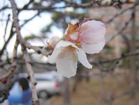 Cherry blossoms in northern Japan in warm winter