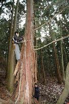 Japanese cypress bark peeled for roofing at Kasugataisha shrine