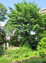 Tokyo's Higashi-Mukojima area: Big ginkgo tree towers over visitors