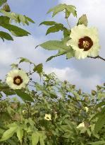Western Japan city hopes to resurrect cotton boom