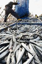 Saury landed at Iwaki port for 1st time of year