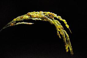 Rice stalk has many empty hulls due to effects of A-bomb radiation exposure