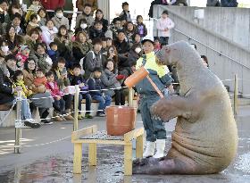 Sea animal performances ahead of New Year