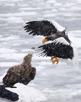 Sea eagles fight over prey on drift ice off Hokkaido town