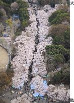 Cherry blossoms in full bloom in Tokyo