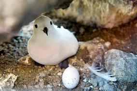 'Snow' bird broods in Antarctic