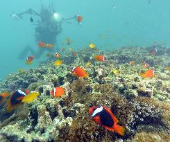 Coral habitat in Oura Bay, Nago