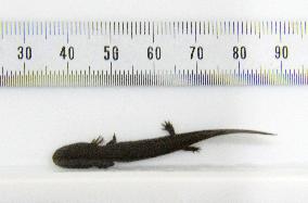 Naturally bred salamanders found on Japan's Shikoku Island