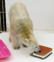 Polar bear eats big rice cake for Girls' Day festival at zoo