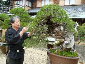 Bonsai artist works at Tokyo museum of dwarf trees