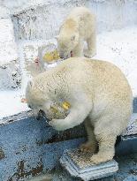 Polar bears presented with ice pillar containing apples