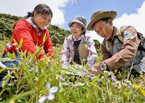 Naming flowers is name of game for prosperous Myanmar