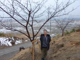 Planting cherry trees as tsunami caution