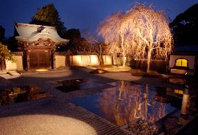 Kyoto's Kodaiji Temple lit up