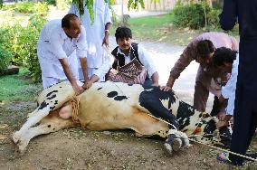 Men knock down cow to ground at festival in Islamabad