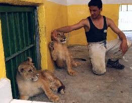 (1)Baghdad zoo looted