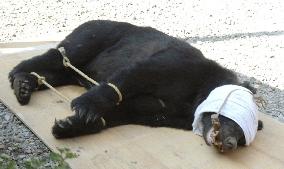 Bear caught after breaking into house