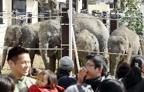 Young elephants donated by Laos on display in Kyoto zoo