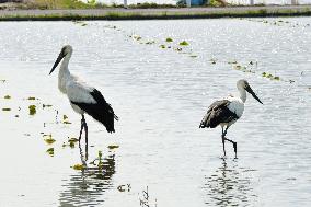White stork travels 150 km to build nest in Tokushima, western Japan