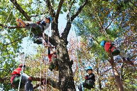 Tree climbing gaining popularity in Japan