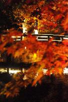 Maple trees in Kyoto