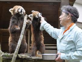 Popular red pandas at Chiba zoo